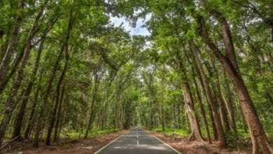 Mitos Alas Purwo
