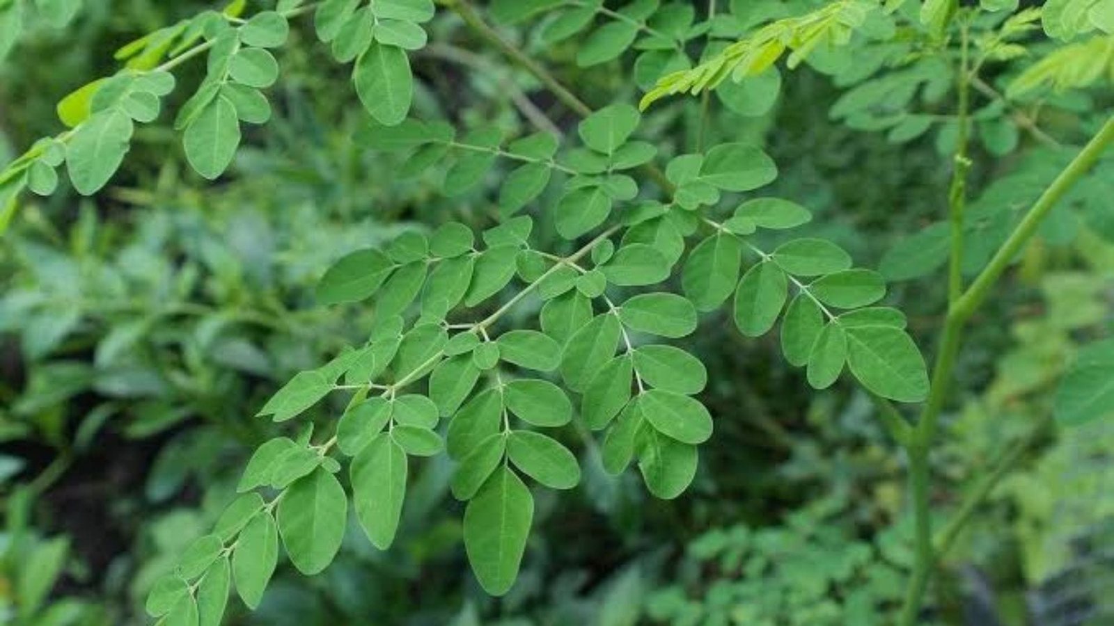 Mitos Daun Kelor
