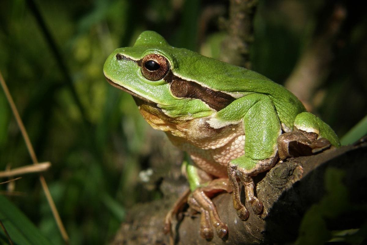 mengusir katak di sawah