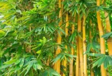 Mitos Bambu Kuning