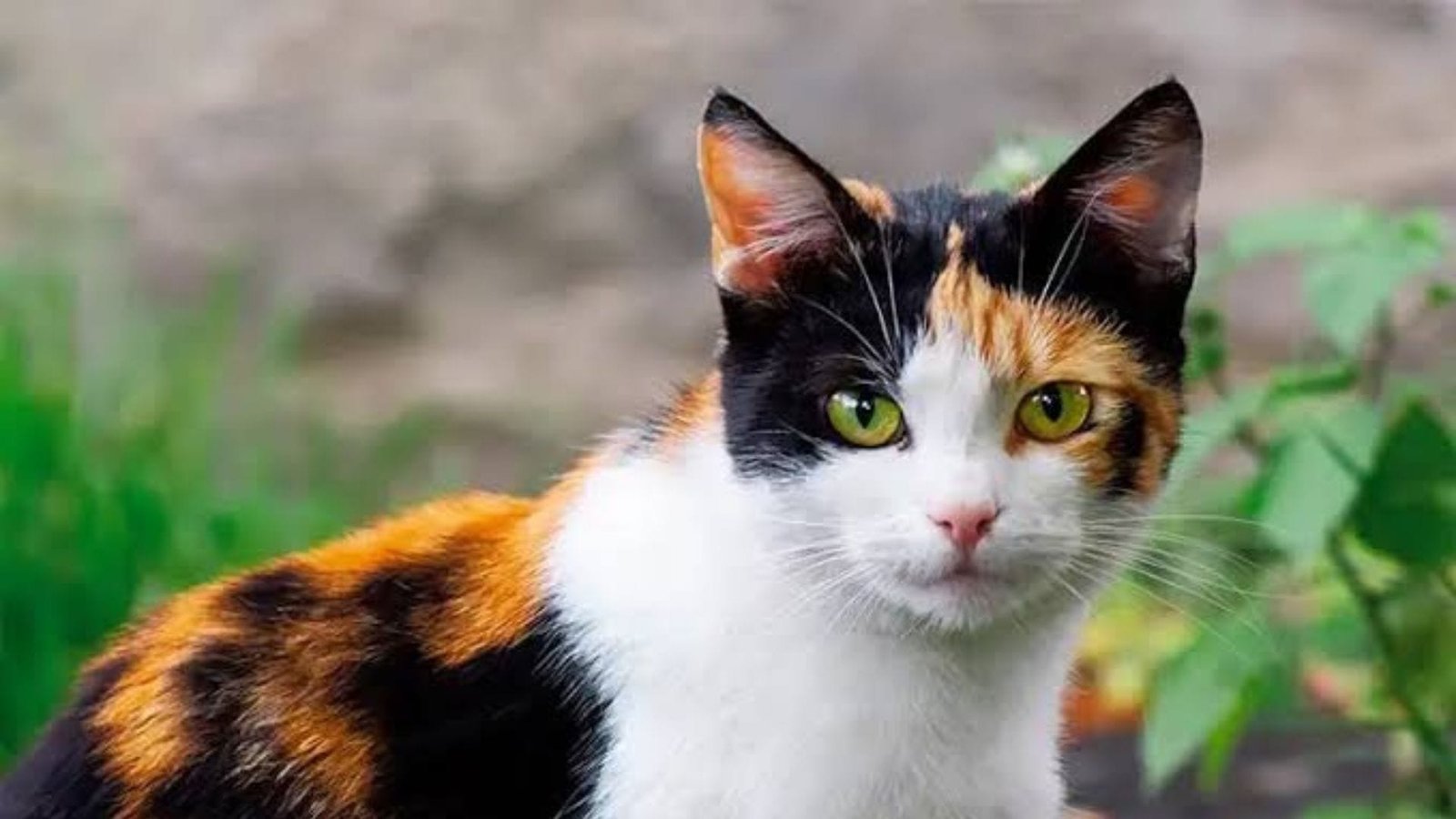 Mitos Kucing Tiga Warna