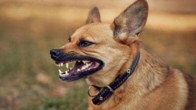 anjing liar